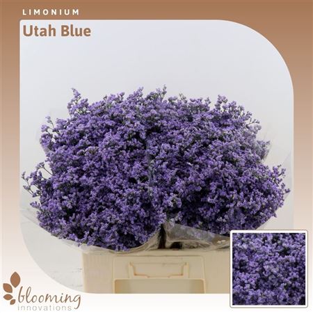 Lim Maine Blue