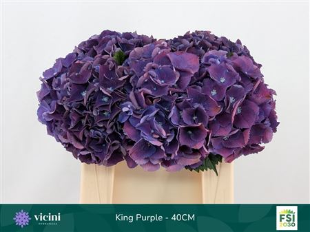 Hydr M Royal King