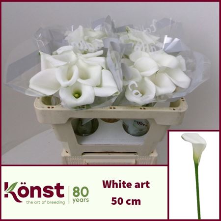 Zant White Art
