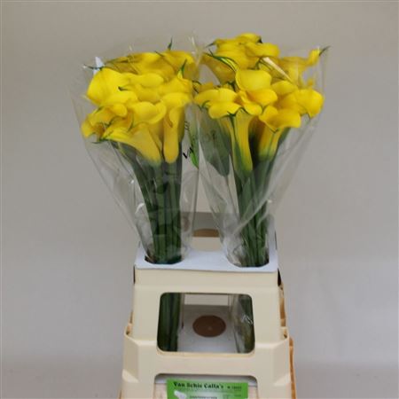 Zant Monte Carlo