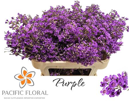 Chame Gev Purple