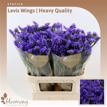 Lim S Levis Wings
