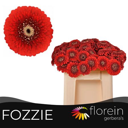Ge Mb Pomponi Fozzie