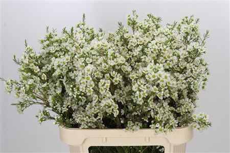 Chame Ivory Pearl