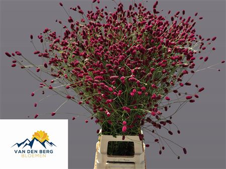 Sanguisorba O Arnhem
