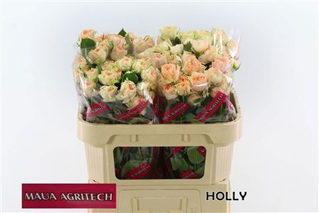 R Tr Holly