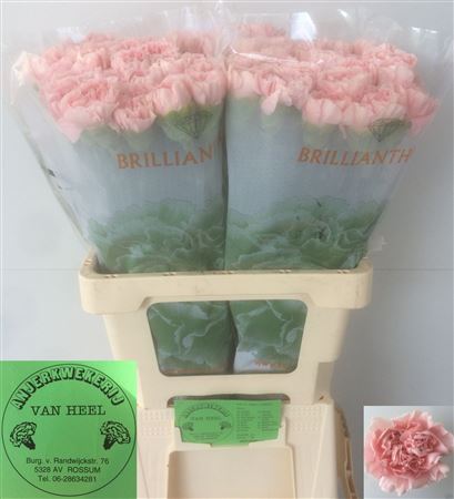 Di St Pink Montezuma