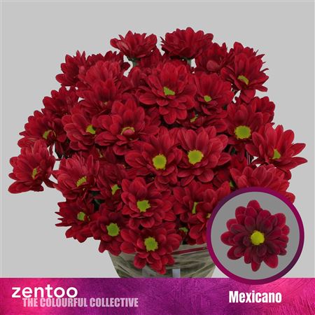 Chr T Mexicano