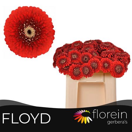 Ge Mb Pom Floyd