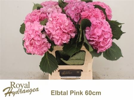 Hydr M Elbtal Rz
