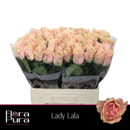 R Gr Lady Lala