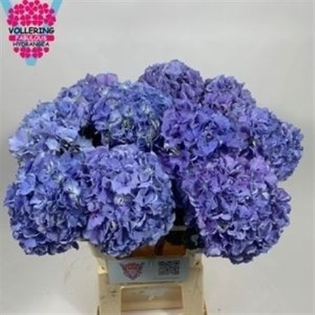 Hydr M Royal Pride
