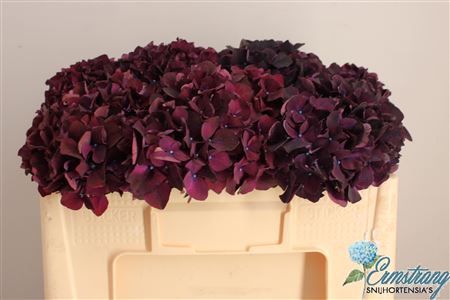 Hydr M Mag Dark Ruby