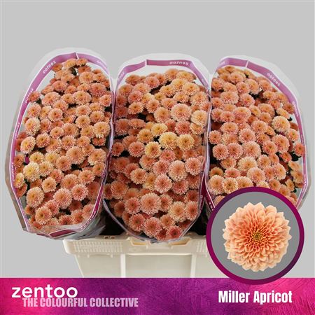 Chr San Miller Apricot