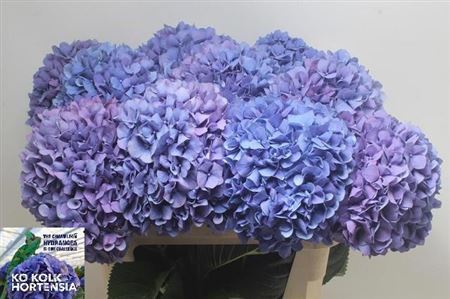 Hydr M Pimpernel