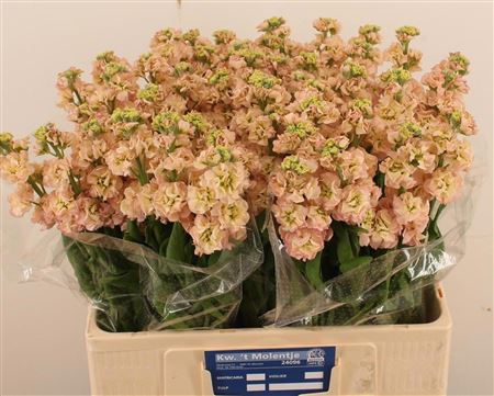 Matth Impala Apricot
