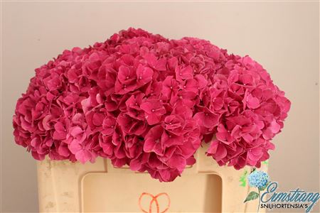 Hydr M Mag Pink Ruby