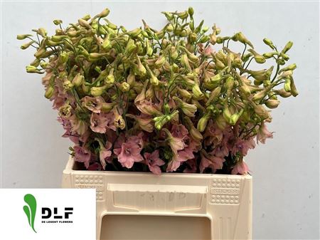 Delph En Pink Sensat