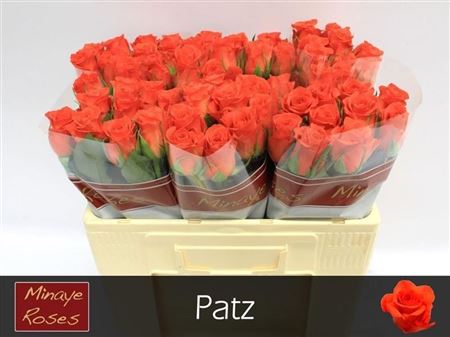 R Gr Patz