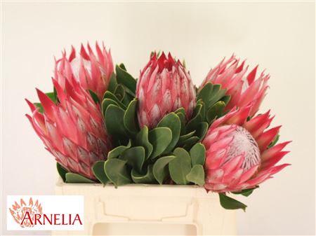 Protea Cy Madiba
