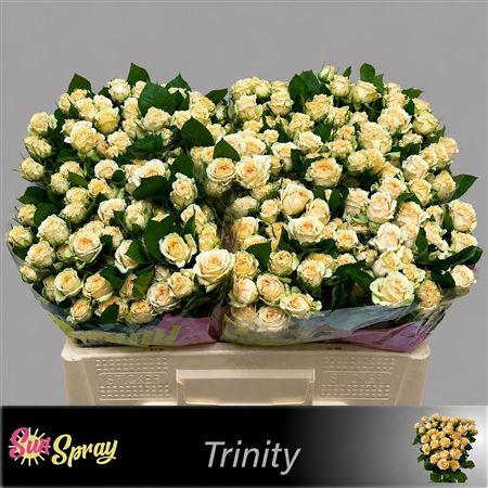 R Tr Trinity