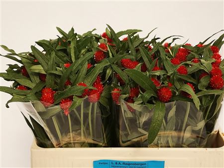 Gomph Gl Strawberry
