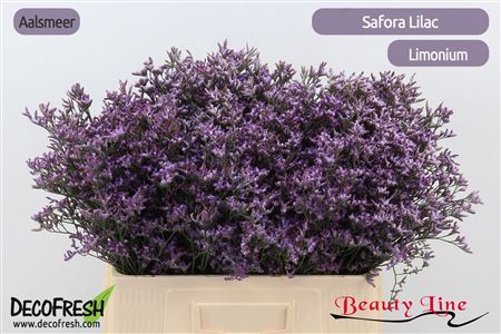 Lim Saf Lilac