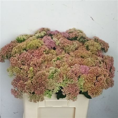 Sedum Spectabile
