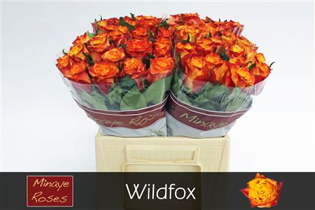 R Gr Wildfox