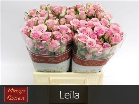 R Tr Leila