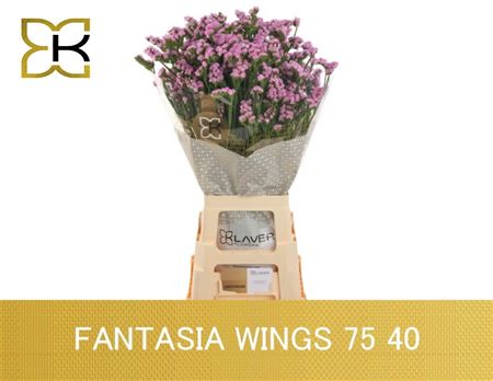 Lim S Fantasia Wings