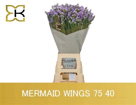 Lim S Mermaid Wings