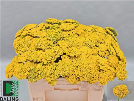 Achil F Park Variety