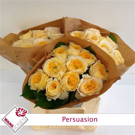 R Gr Persuasion