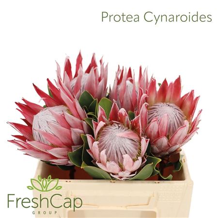 Protea Cynaroides