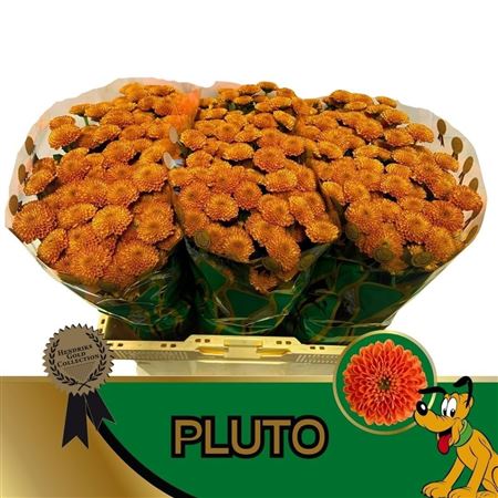 Chr San Pluto