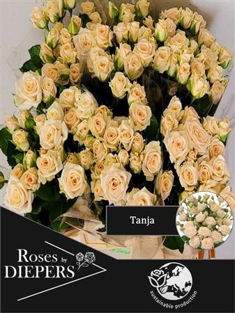 R Tr Tanja