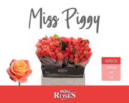 R Gr Miss Piggy+
