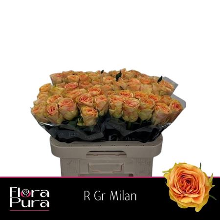 R Gr Millan