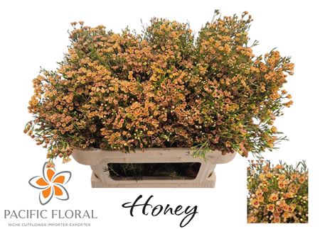 Chame Gev Honey