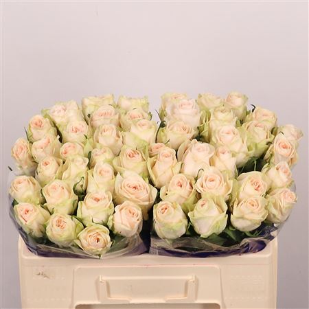 R Gr Wedding Rose