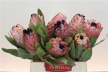 Protea Magnifica