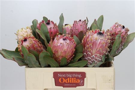 Protea Magnifica