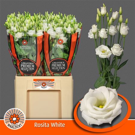 Eus G Rosi White