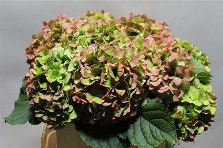 Hydr M Verena Cl