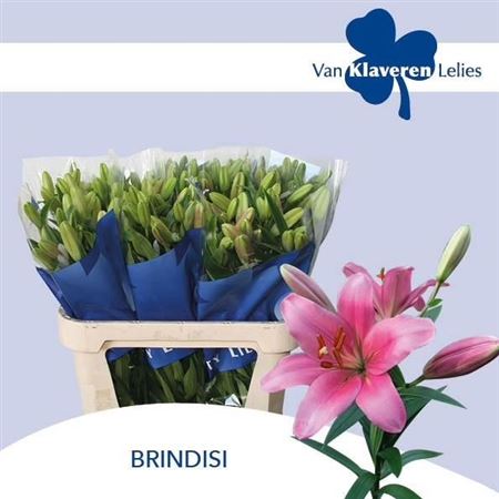 Li La Brindisi