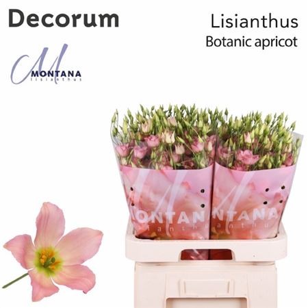 Eus E Botan Apricot