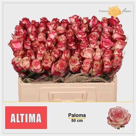 R Gr Paloma