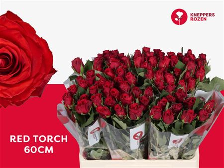 R Gr Red Torch