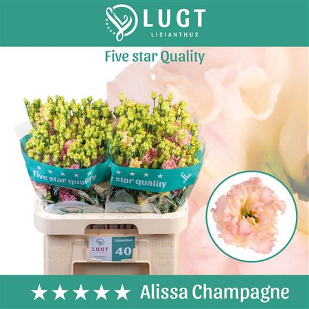 Eus G Alissa Champag